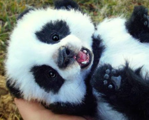 Bebe de raiola y panda.
