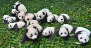 Mini Raiola y panda.