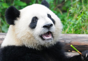 El oso panda que no manda.