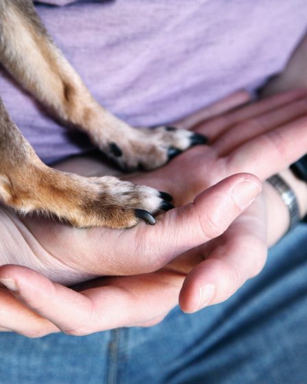 Diferencias entre Magento y otras plataformas de comercio electrónico